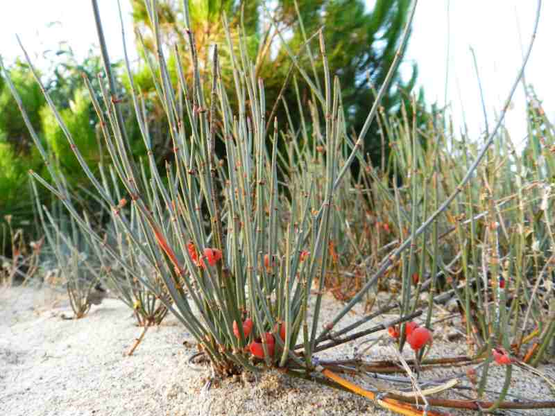 Ephedra distachya